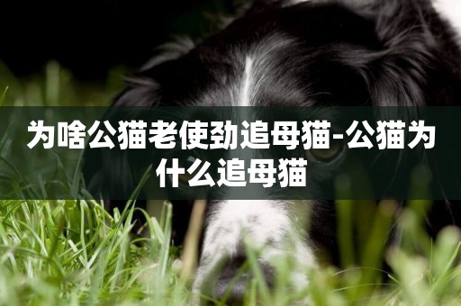 为啥公猫老使劲追母猫-公猫为什么追母猫